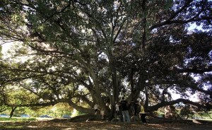 Climbing on roots at a Sunday class